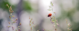 Picture of a ladybug Picture of a ladybug