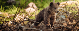 Photo of baby brown bear in woods Photo of baby brown bear in woods