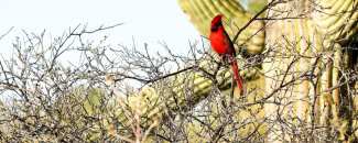 Photo of cardinal in desert Photo of cardinal in desert