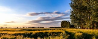 Picture of U.S. wheatfield Picture of U.S. wheatfield