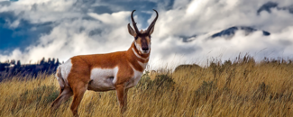 Photo of pronghorn deer in field Photo of pronghorn deer in field