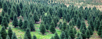 Texto Alterno: Fila de árboles de Navidad. Crédito: Tony L. Moore Photo /©Getty Images Texto Alterno: Fila de árboles de Navidad. Crédito: Tony L. Moore Photo /©Getty Images
