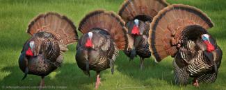 Banner photo of turkeys by Photo of turkeys by ©JeffEngeloutdoors.com, iStock, Getty Images Plus Banner photo of turkeys by Photo of turkeys by ©JeffEngeloutdoors.com, iStock, Getty Images Plus