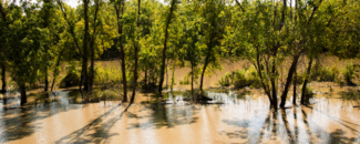 Roadside flooding in Texas with tree trunks covered in inches of water.