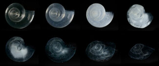 Eight black and white images of the same pterapod shell in stages of dissolution. Eight black and white images of the same pterapod shell in stages of dissolution.
