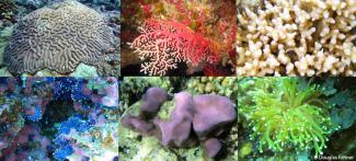 Six photos in a banner image of individual shots of different coral species. Six photos in a banner image of individual shots of different coral species.