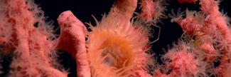 New Version of the NOAA Deep-Sea Coral & Sponge Map Portal Released A Paragorgia sp. deep-sea coral with polyps extended while providing habitat for an orange anemone.
