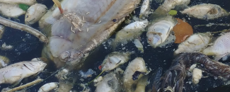 Image of dead fish in Florida from red tide of 2018, credit Meaghan Faletti/USF Image of dead fish in Florida from red tide of 2018, credit Meaghan Faletti/USF