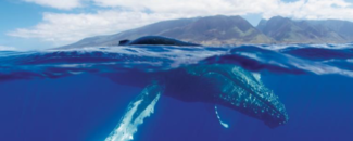 Photo of humpback whale at sea surface near Hawaii Photo of humpback whale at sea surface near Hawaii