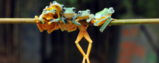 Five green and orange tree frogs hanging off of a piece of bamboo. Five green and orange tree frogs hanging off of a piece of bamboo.