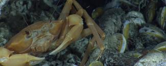 A chaceon crab below methane hydrate and on top of large mussels. A chaceon crab below methane hydrate and on top of large mussels.