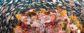 Fish swimming around anemones, hydroids, sponge, top snail, and algae in the Cordell Bank National Marine Sanctuary. Fish swimming around anemones, hydroids, sponge, top snail, and algae in the Cordell Bank National Marine Sanctuary.