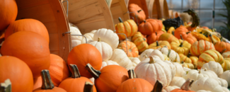 Calabazas de distintos colores derramándose de canastas grandes. Calabazas de distintos colores derramándose de canastas grandes.