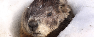 Photo of a groundhog, Courtesy of Gettyimages Photo of a groundhog, Courtesy of Gettyimages