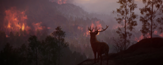 Image of a deer watching a wildfire on a mountain. Image of a deer watching a wildfire on a mountain.