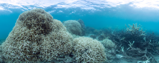 Photo of coral bleaching on the Great Barrier Reef Photo of coral bleaching on the Great Barrier Reef