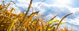 Photo of crops in drought conditions Photo of crops in drought conditions