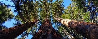 Photo of a giant sequoia grove Photo of a giant sequoia grove