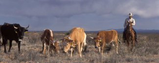 Image of cowboy on horse next to cattle. Image of cowboy on horse next to cattle.