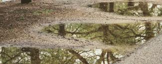 Photo of puddles under trees Photo of puddles under trees