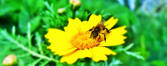 Photo of bee on yellow daisy, free image source. Photo of bee on yellow daisy, free image source.