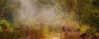 Photo of a rainy forest Photo of a rainy forest