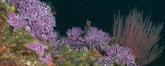 Picture of Stylaster Californicus Coral by NOAA SWFSC Picture of Stylaster Californicus Coral by NOAA SWFSC