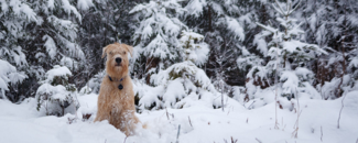 Picture of a dog in snow. Picture of a dog in snow.