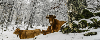 Picture of cows in snow Picture of cows in snow