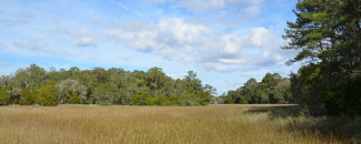 Photo of a South Carolina field landscape Photo of a South Carolina field landscape