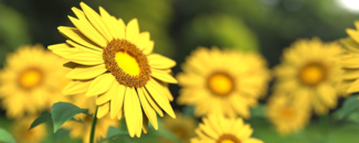 Picture of sunflowers Picture of sunflowers