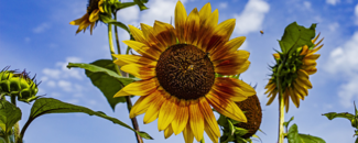 Photo of sunflower blooms against blue sky with clouds Photo of sunflower blooms against blue sky with clouds