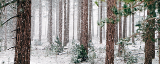 Picture of snowy woods Picture of snowy woods